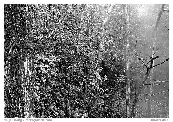 Steam rising in forest. Hot Springs National Park, Arkansas, USA.