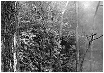 Steam rising in forest. Hot Springs National Park, Arkansas, USA. (black and white)