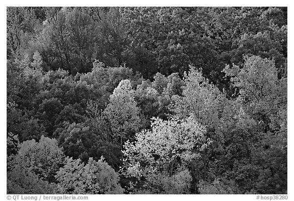 Trees in fall color on hillside. Hot Springs National Park (black and white)