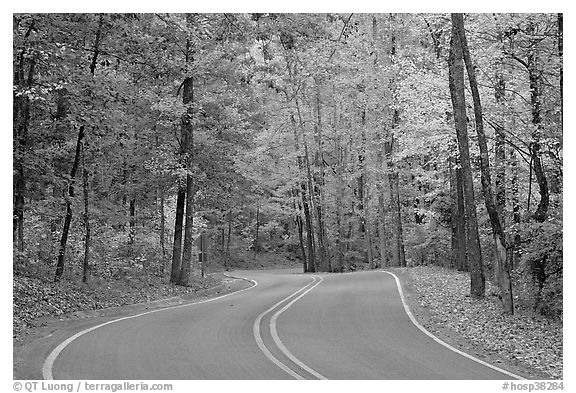 Windy road and fall colors on West Mountain. Hot Springs National Park (black and white)