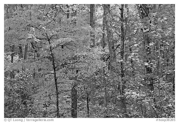 Trees in fall colors, West Mountain. Hot Springs National Park (black and white)