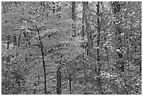 Trees in fall colors, West Mountain. Hot Springs National Park ( black and white)