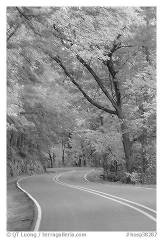 Rood, curve, fall colors, West Mountain. Hot Springs National Park (black and white)