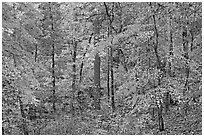 Forest in fall colors, West Mountain. Hot Springs National Park, Arkansas, USA. (black and white)