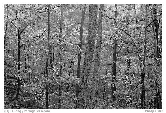 Forest in autumn colors, West Mountain. Hot Springs National Park (black and white)