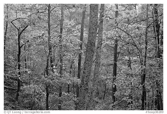 Forest in autumn colors, West Mountain. Hot Springs National Park, Arkansas, USA.