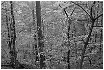 Deciduous trees in fall colors, West Mountain. Hot Springs National Park ( black and white)