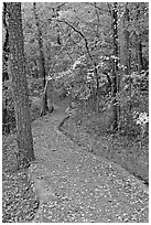 Built trail and fall colors, Hot Spring Mountain. Hot Springs National Park, Arkansas, USA. (black and white)