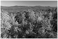 Vista with trees in fall colors, North Mountain, early morning. Hot Springs National Park ( black and white)