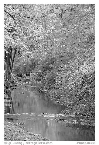 Stream and trees in fall colors, Gulpha Gorge. Hot Springs National Park (black and white)