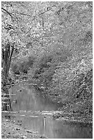 Stream and trees in fall colors, Gulpha Gorge. Hot Springs National Park, Arkansas, USA. (black and white)
