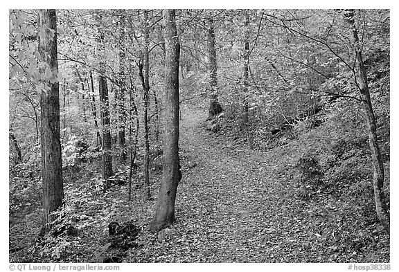 Trail and trees in fall colors, Gulpha Gorge. Hot Springs National Park (black and white)