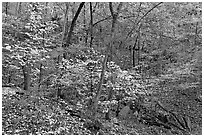 Trees in fall foliage, Gulpha Gorge. Hot Springs National Park ( black and white)