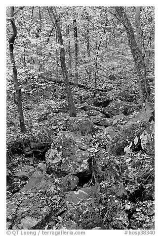 Boulders and trees in fall foliage, Gulpha Gorge. Hot Springs National Park (black and white)