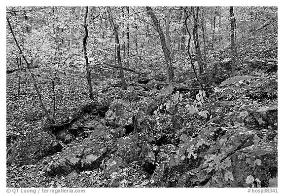 Boulders and trees in fall colors, Gulpha Gorge. Hot Springs National Park, Arkansas, USA.