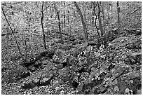 Boulders and trees in fall colors, Gulpha Gorge. Hot Springs National Park ( black and white)