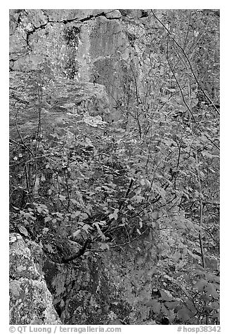 Shrub with red leaves, and moss-covered rock, Gulpha Gorge. Hot Springs National Park (black and white)