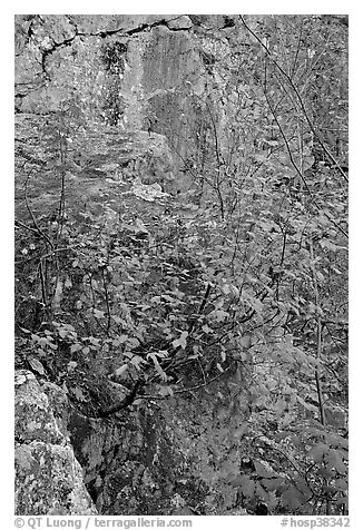 Shrub with red leaves, and moss-covered rock, Gulpha Gorge. Hot Springs National Park, Arkansas, USA.