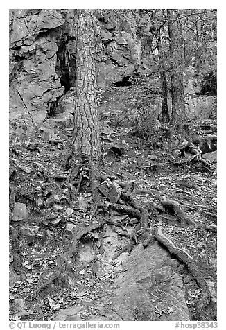 Roots and trees in forest, Gulpha Gorge. Hot Springs National Park, Arkansas, USA.