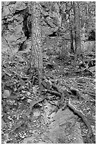 Roots and trees in forest, Gulpha Gorge. Hot Springs National Park, Arkansas, USA. (black and white)