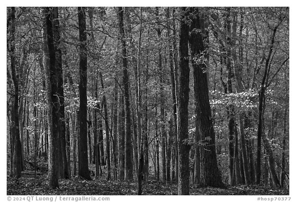 Woods in the spring with blooming trees, Sugarloaf Mountain. Hot Springs National Park (black and white)