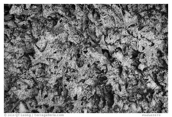 Close-up of fallen oak leaves with fresh snow. Indiana Dunes National Park (black and white)