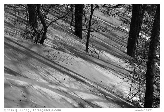 Shadows and tree trunks, Mount Baldy. Indiana Dunes National Park (black and white)