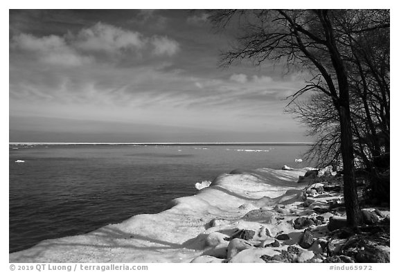 Trees on snowy lakeshore, Lake View. Indiana Dunes National Park (black and white)