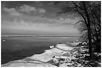 Trees on snowy lakeshore, Lake View. Indiana Dunes National Park ( black and white)