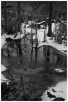 Reflections in partly thawed Great Marsh. Indiana Dunes National Park ( black and white)