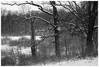 Oaks and now-covered wetlands, Little Calumet River Trail. Indiana Dunes National Park ( black and white)