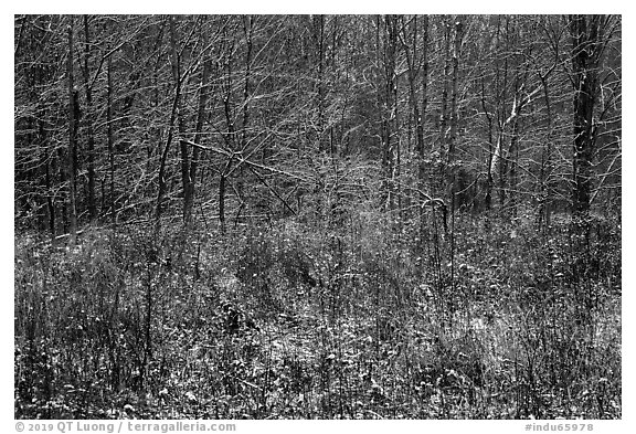Prairie grasses and trees with fresh snow, Little Calumet River Trail. Indiana Dunes National Park (black and white)