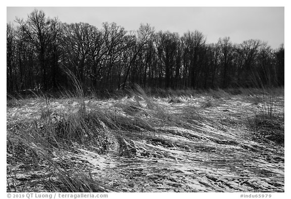 Mnokee Prairie in winter. Indiana Dunes National Park (black and white)