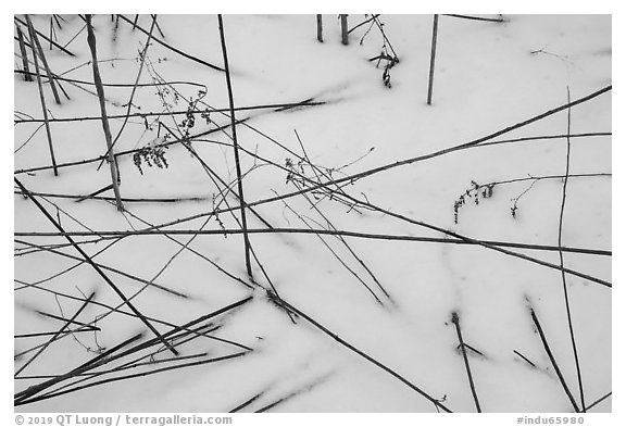 Close-up of reeds and snow. Indiana Dunes National Park (black and white)