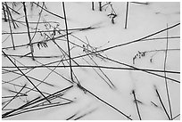 Close-up of reeds and snow. Indiana Dunes National Park ( black and white)