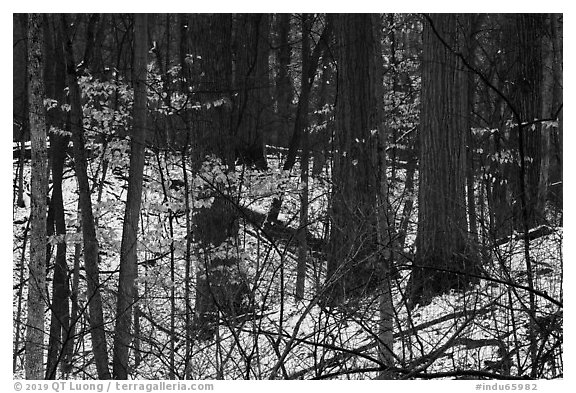 Forest in winter with leaves from previous season. Indiana Dunes National Park (black and white)