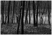 Oaks and wetland in winter, Cowles Bog Trail. Indiana Dunes National Park ( black and white)