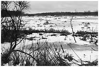 Cowles Bog. Indiana Dunes National Park ( black and white)