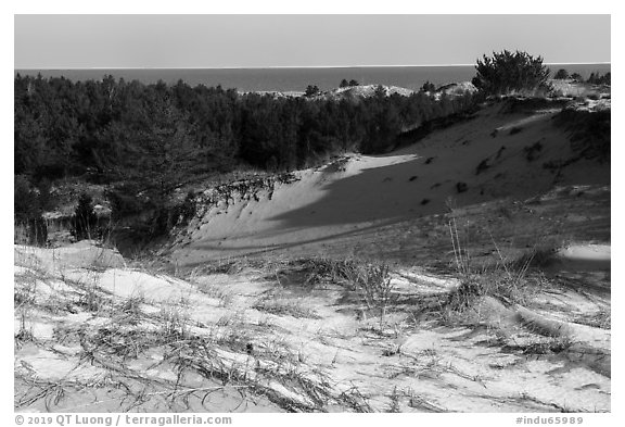 Dunes and Lake Michigan, Dune Succession Trail. Indiana Dunes National Park (black and white)