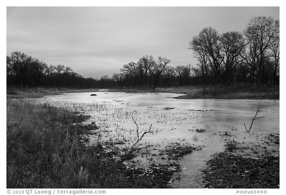 Frozen pond and oak savanna, Paul Douglas Trail. Indiana Dunes National Park (black and white)