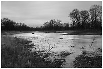 Frozen pond and oak savanna, Paul Douglas Trail. Indiana Dunes National Park ( black and white)