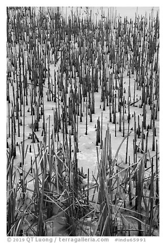 Reeds in frozen pond, Paul Douglas Trail. Indiana Dunes National Park (black and white)