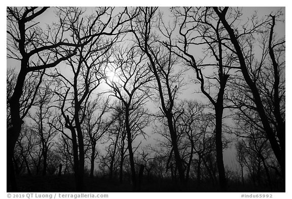 Bare aak trees and sun, Paul Douglas Trail. Indiana Dunes National Park (black and white)