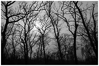 Bare aak trees and sun, Paul Douglas Trail. Indiana Dunes National Park ( black and white)