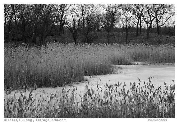 Reeds and oak savanna, Paul Douglas Trail. Indiana Dunes National Park (black and white)