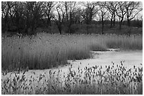 Reeds and oak savanna, Paul Douglas Trail. Indiana Dunes National Park ( black and white)