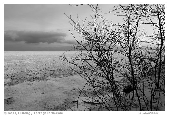 Bare branches and frozen Lake Michigan at dawn. Indiana Dunes National Park (black and white)