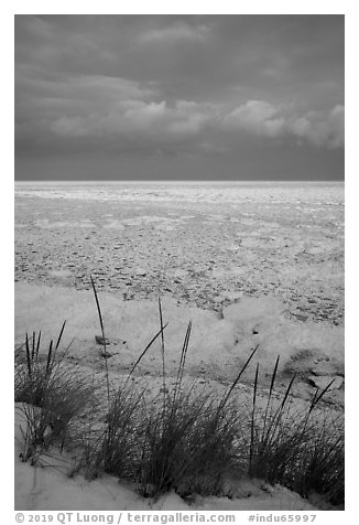 Dune grass and frozen Lake Michigan at sunrise. Indiana Dunes National Park (black and white)