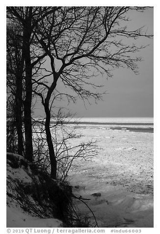 Bare trees and Frozen Lake Michigan. Indiana Dunes National Park (black and white)