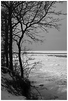 Bare trees and Frozen Lake Michigan. Indiana Dunes National Park ( black and white)